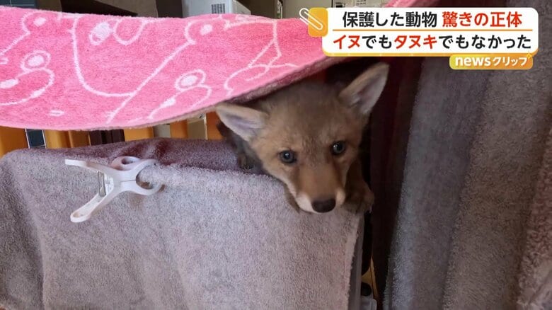 すっかり元気になったキツネの赤ちゃん