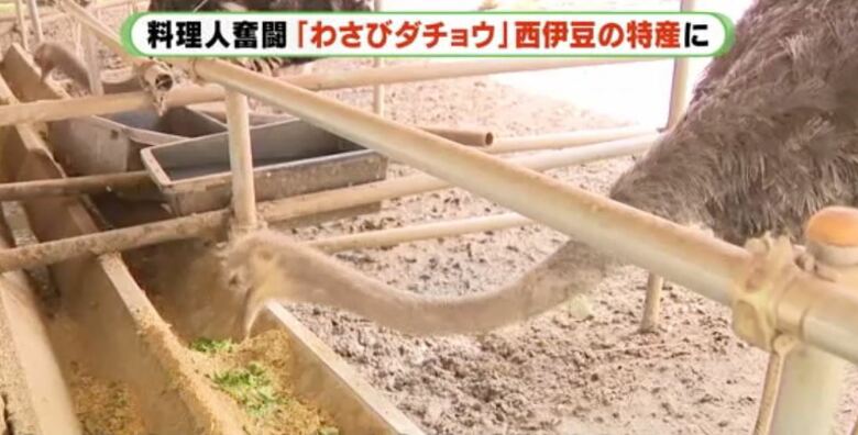 ワサビの葉をまぜると食いつきがよくなるとのこと