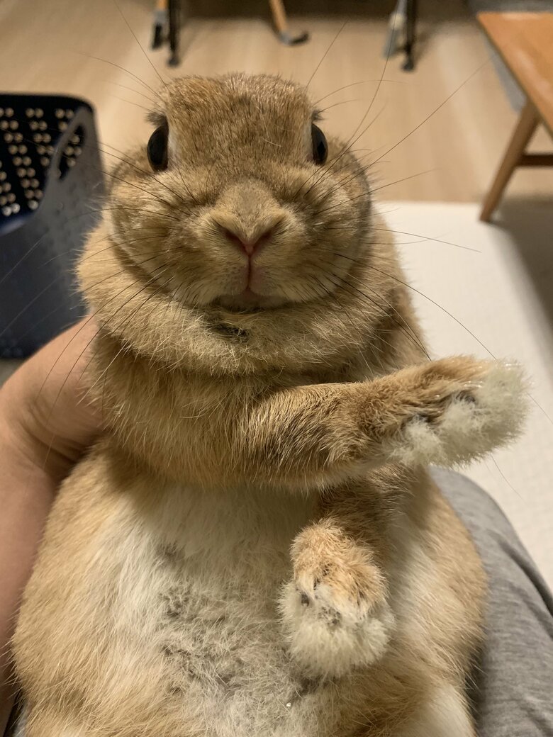 アンジーちゃん（提供：うさぎと暮らしと。さん）