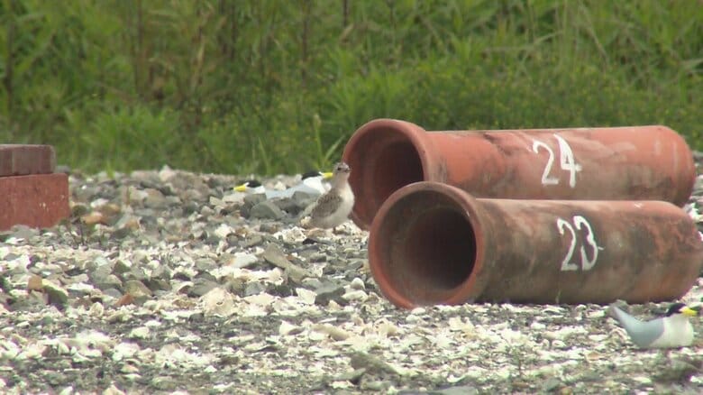 天敵からひなを守るシェルターの土管などが設置されている