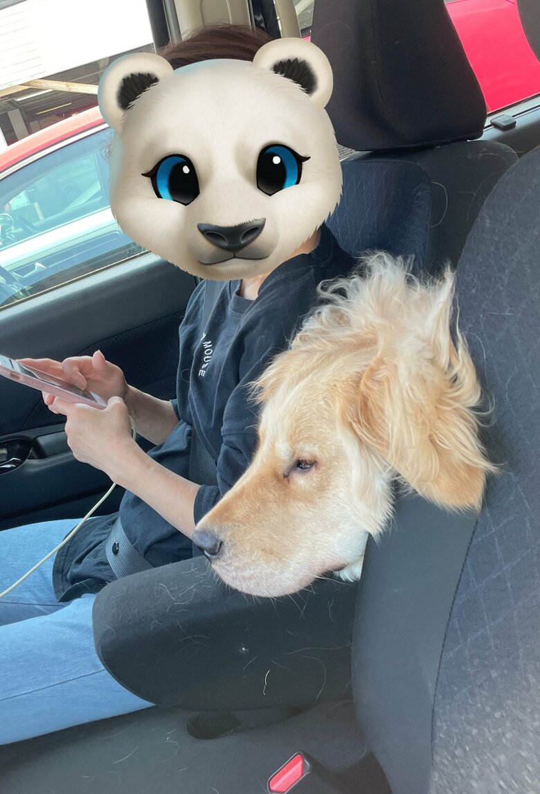 提供：イブ（ゴールデンレトリバー）さん