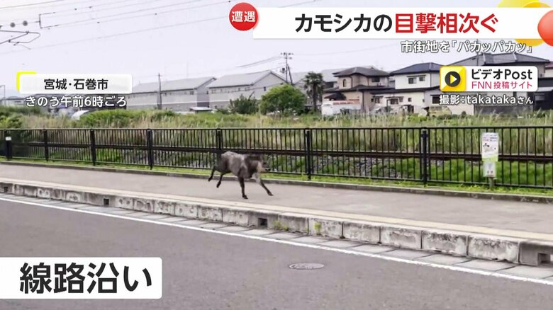 軽快な足音を響かせながら歩道を駆け抜けるカモシカ（8日午前6時頃、宮城・石巻市）
