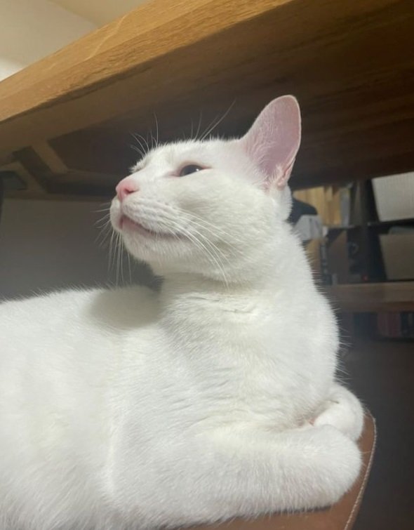 美猫！