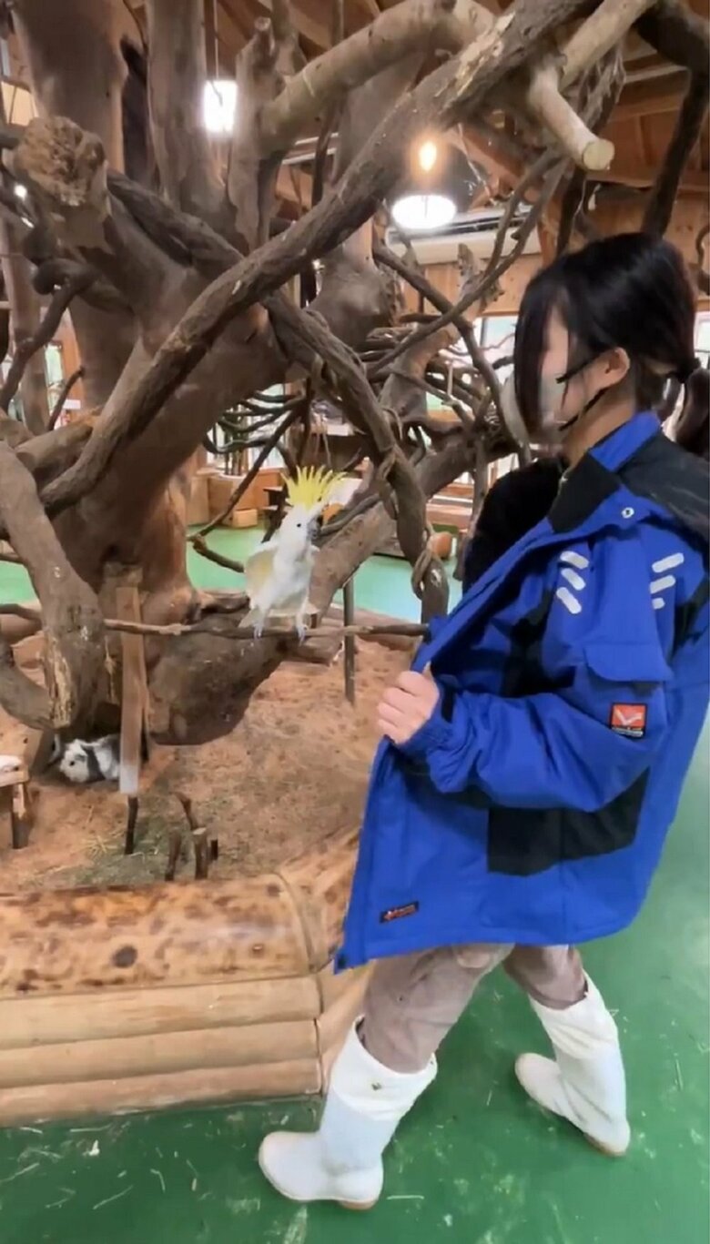 上着を広げている飼育員と同じように、レイくんも羽を軽く広げている（提供：長崎バイオパーク）