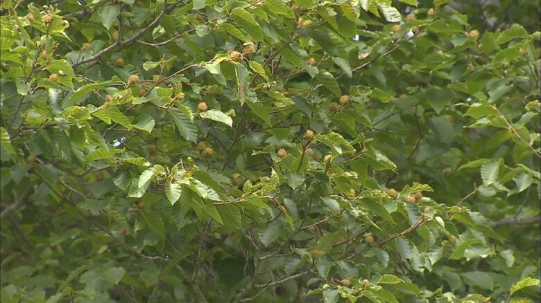 クマのエサとなるブナの実