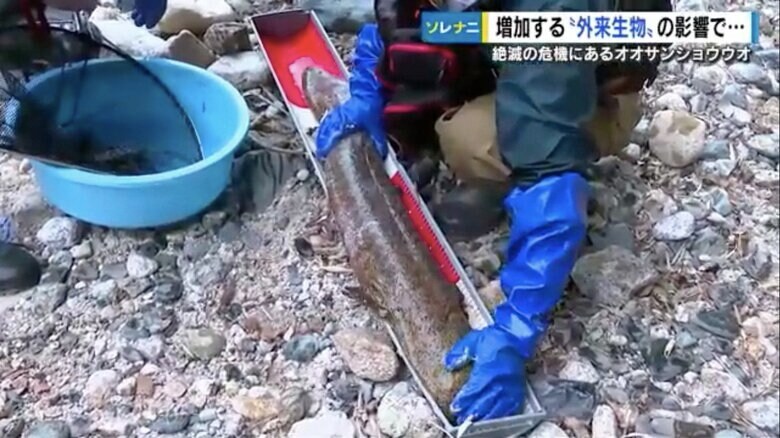 オオサンショウウオの交雑種