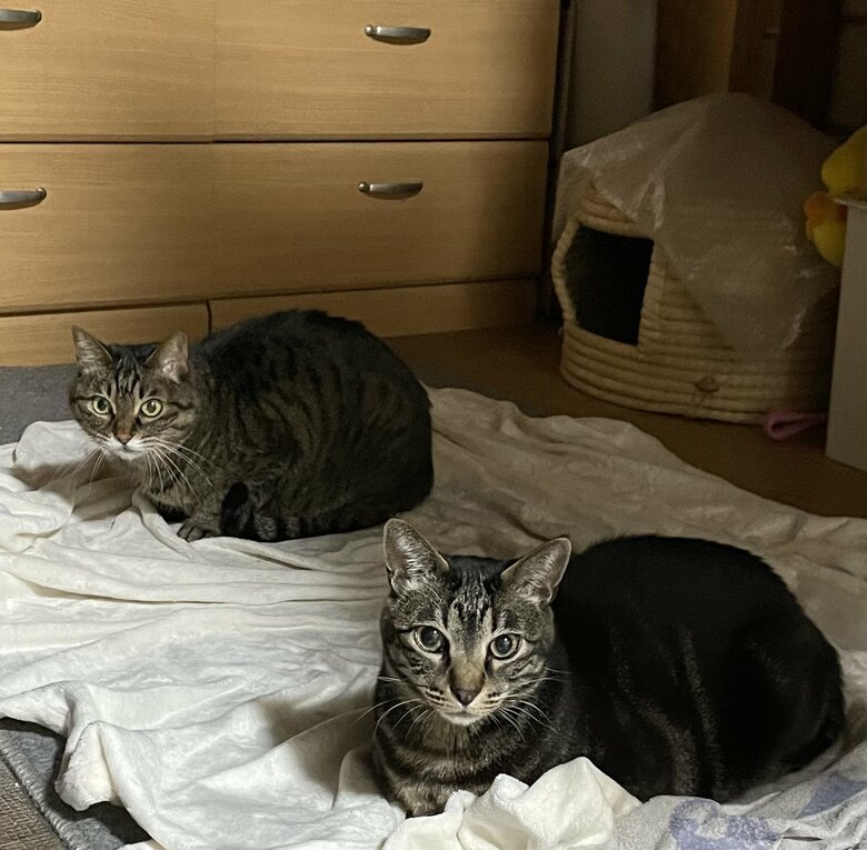 左奥にいるのが香箱座りをするチコちゃん（提供：えーさん）