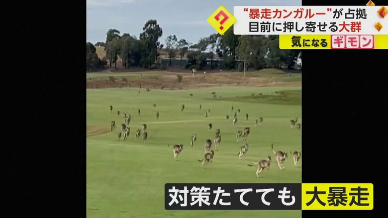 過去にもカンガルーが大群で押し寄せ、フェンスを立てたのだが…