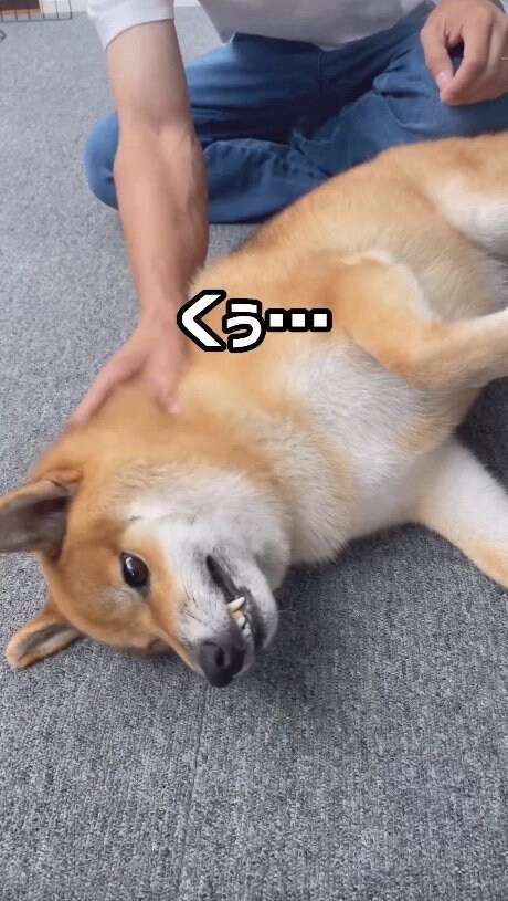提供：柴犬ぽてとさん