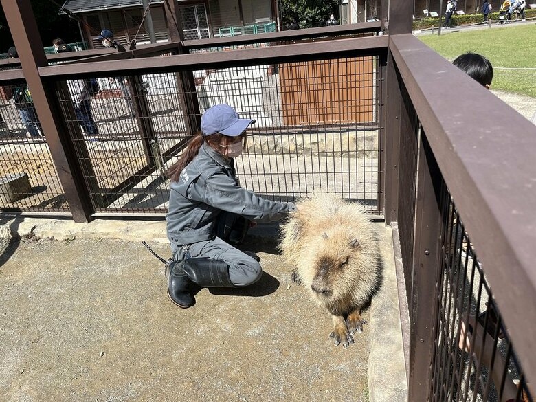 マイペースなカピバラのちゃんこ（雄・4歳）