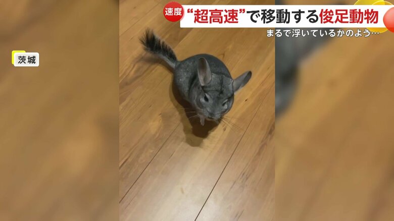 チンチラが超高速で階段を駆け上がる姿