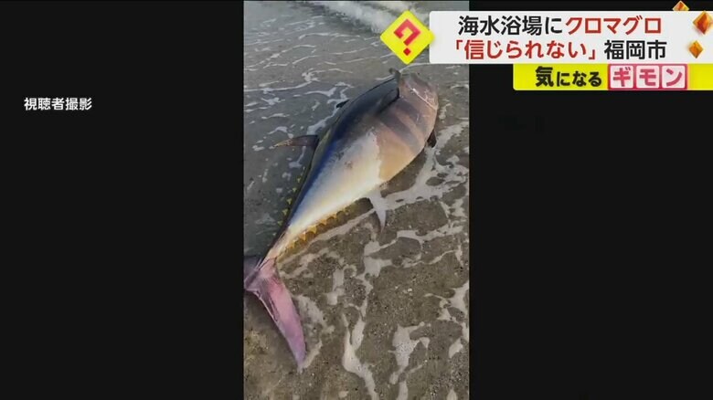 打ち上げられたクロマグロ