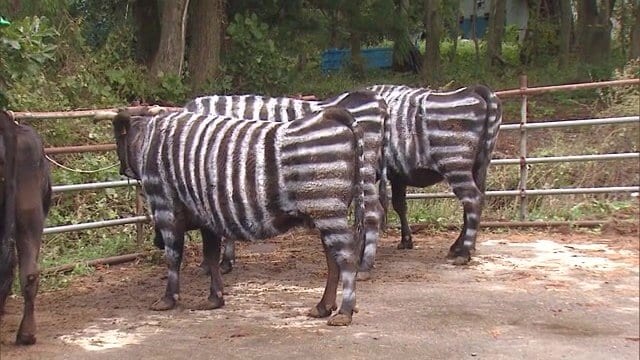 シマシマ模様の虫よけ効果がウマ・ウシ以外のほかの動物にも有効なのだろうか…