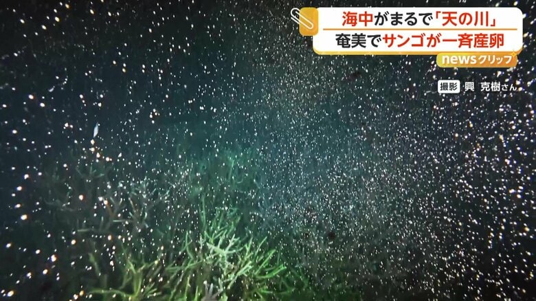 海中を舞う無数の「バンドル」