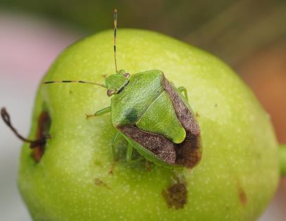 チャバネアオカメムシ　提供：兵庫県病害虫防除所