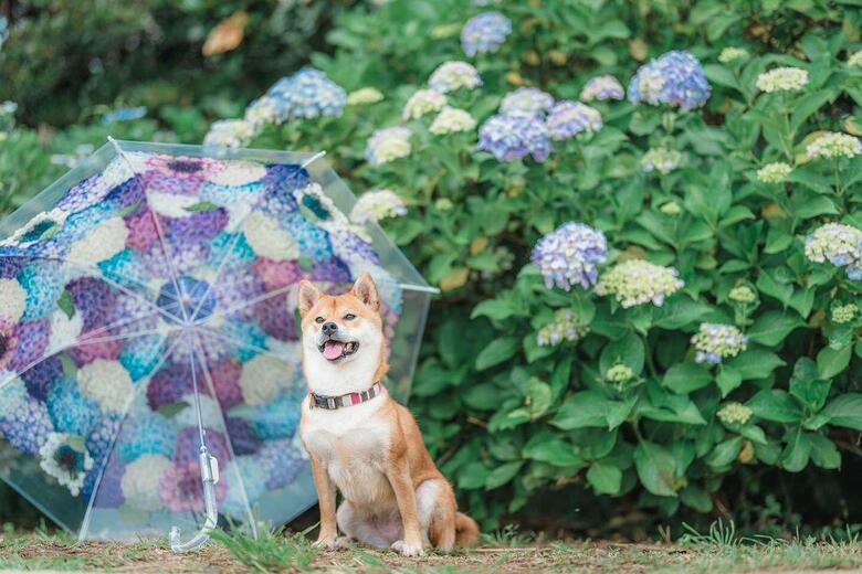 提供：柴犬 むぎさん