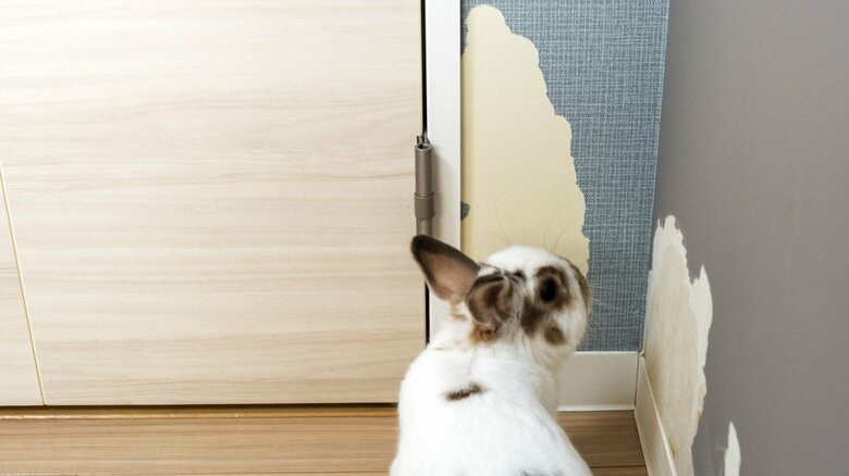 ペットの粗相やいたずらも注意（画像はイメージ）