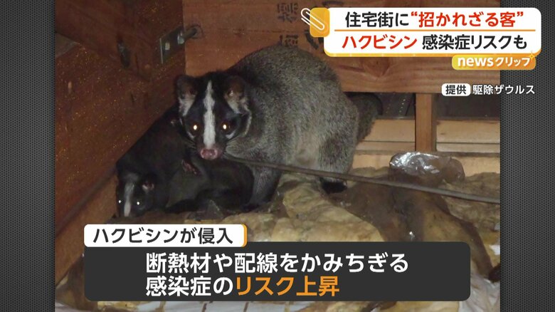 断熱材や配線を噛みちぎる被害が出るほか、感染症のリスクも高まるハクビシン