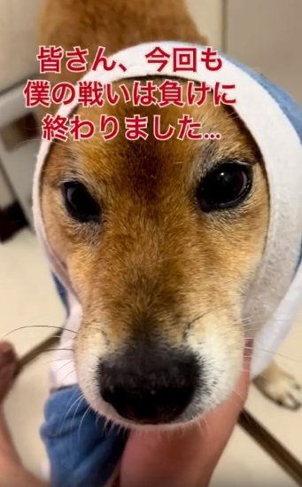 お風呂から出た後のロックくん。どことなくホッとした顔にも見える…