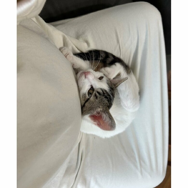 妊娠中の母親のお腹に寄り添うベンツちゃん