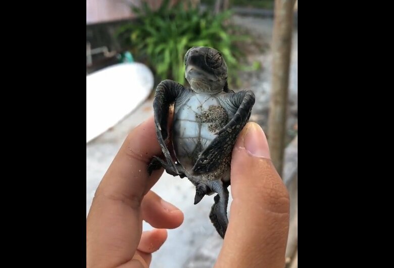 ちらりとお腹を見せてくれる“サービス”も？（出典：PIP@小笠原海洋センター公式 @mt_seaturtle）