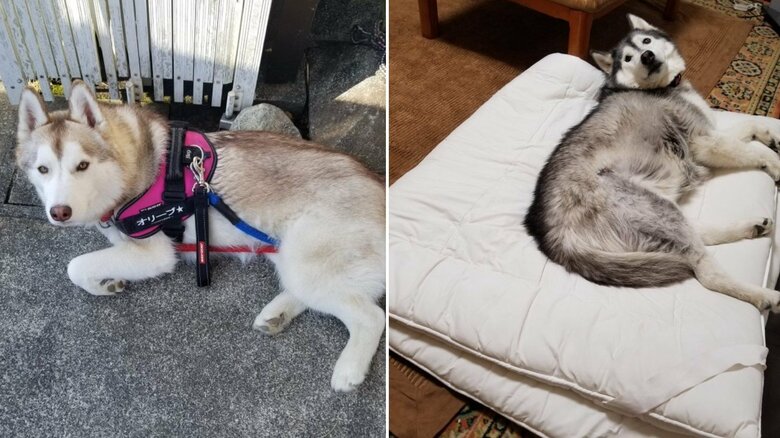 オリーブちゃんはアウトドア派、ゆづくんはインドア派