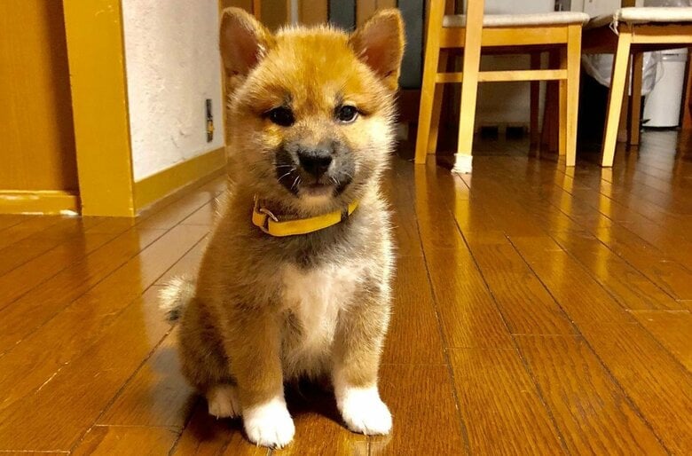 小さな頃のもずくくん