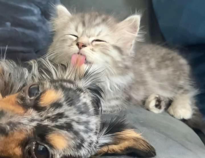 提供：チワックスの諭吉くん。さん