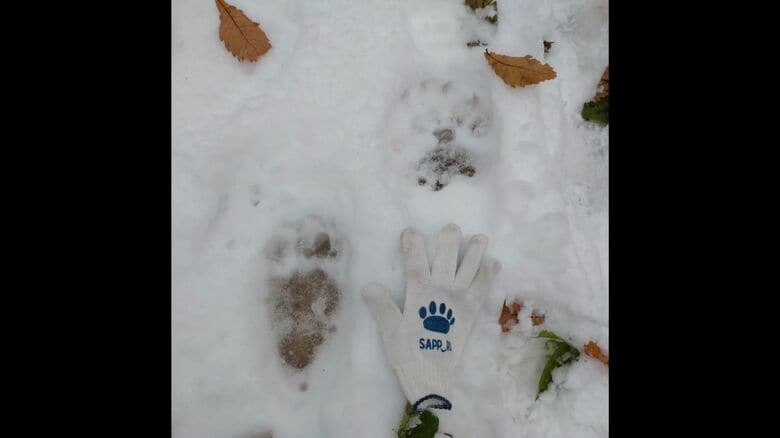 発見された足跡と比較用の手袋（提供：円山動物園）