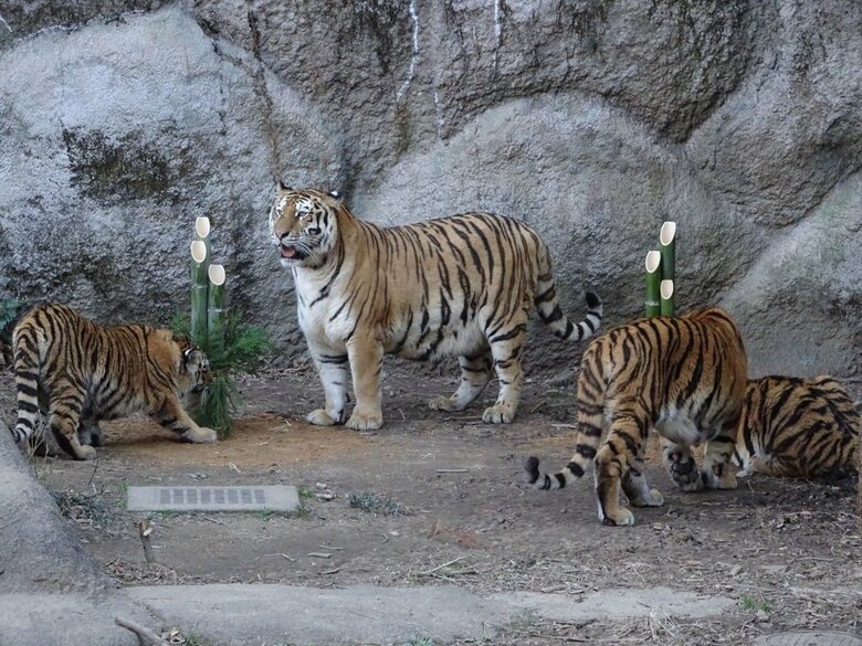 門松に興味を示すトラたち（提供：浜松市動物園）