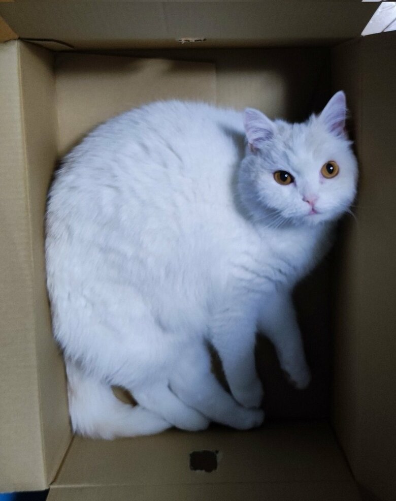 大きめの段ボール箱も好き