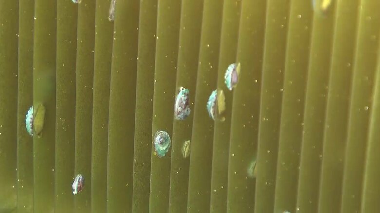 生後5カ月のアワビ約30万個が奇跡的に生き残った