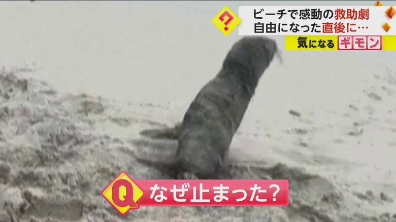 一目散に海へ向かうが、ピタリと動きを止めた赤ちゃんオットセイ