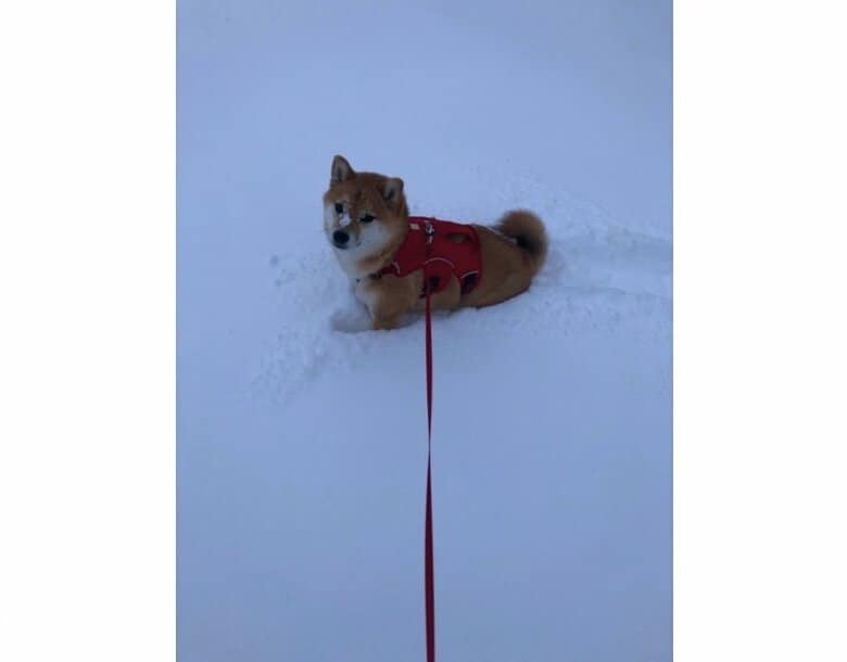 提供：赤柴いちさん