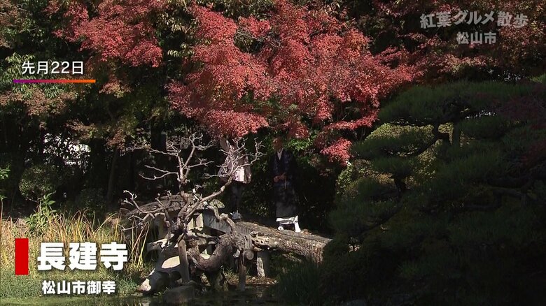 11月22日撮影　2023年は暖冬で色づくのは遅めだという