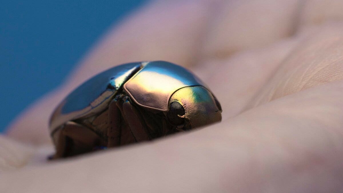 プラチナコガネ‼︎輝きが圧倒的に強い個体差か種類 - 虫類用品