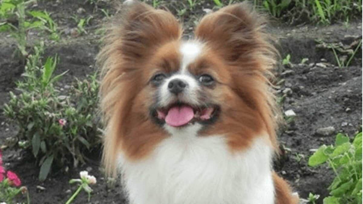 許せない 愛犬が散歩中に蹴飛ばされ即死 飼い主が語った当時の状況と立ち去った47歳の男 Fnnプライムオンライン