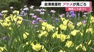 梅雨入り近づく　伊佐須美神社のあやめが見ごろに　例年より1週間早く　福島・会津美里町
