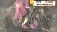 待ちに待った「アユ釣り」解禁…初日から多くの釣り人繰り出す　山形・舟形町
