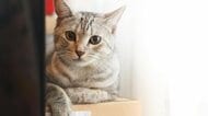 「前世から一緒だった気がするんです」2度失踪して2度占いで発見されたビストロの看板猫「ヌガチン」と飼い主の不思議な絆