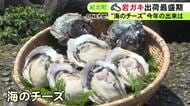 濃厚でクリーミーな風味が人気…三重県紀北町で養殖岩ガキの出荷が最盛期 約1万個を全国に注文販売
