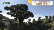 「生きる力をもらう」「毎日見てても飽きない」　6つの時代を見守る巨木・名木　赤瀬邸のイヌマキ