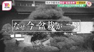 「誘拐されたような感覚」手塩にかけた盆栽…窃盗被害が相次ぐ理…