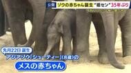 姫路セントラルパークで35年ぶり“ゾウの赤ちゃん誕生”　元気いっぱいやんちゃ女の子　ちょっと過保護な新米ママが奮闘中「ぜひ会いに来て」12日から一般公開予定