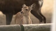 奈良公園内で子ジカ4頭一部欠損の死骸　興福寺や東大寺で相次ぎ発見　野生動物が捕食の可能性は低い
