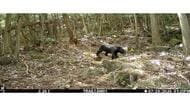 恒常的に生息していないとされるも「実際はどうなのか」　北部でクマの出没相次いでいることを受け大阪府が注意呼びかけ