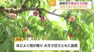 「甘くてみずみずしい」鹿島市のモモ「さくひめ」が旬　高温で収穫5日早まる【佐賀県】