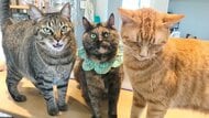 「めっちゃクレームがきた」叱られた仲間をかばう猫の絆が素敵…表情豊かな3匹の関係を飼い主に聞いた