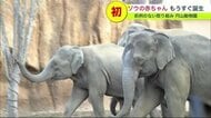 ゾウの赤ちゃん もうすぐ誕生！ 飼育員が檻に入らない「準間接飼育」で誕生すれば全国初 円山動物園【北海道発】