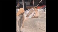 話題の“巨大ザル”に異変 人気者に何が起こった? タイ